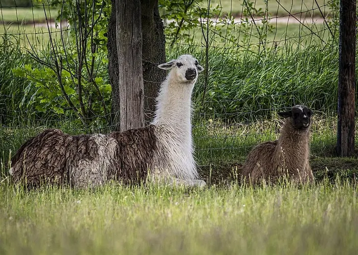 Гостевой дом Ztraceny Mlyn